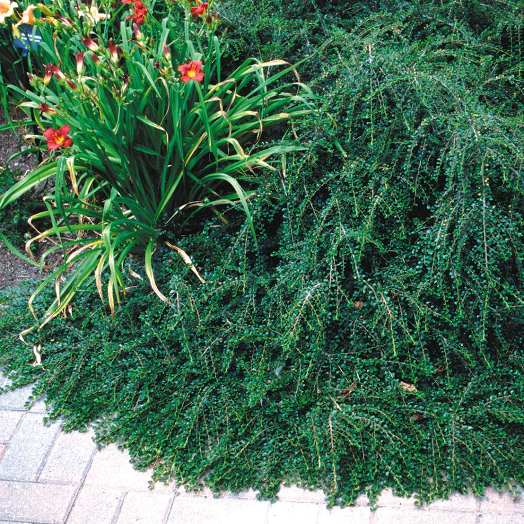 Cotoneaster Hessei draped along walkway with red daylilies